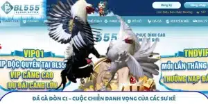 Đá Gà Đòn C1 – Cuộc Chiến Danh Vọng Của Các Sư Kê