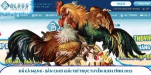 Đá Gà Mạng - Sân Chơi Giải Trí Trực Tuyến Kịch Tính 2025